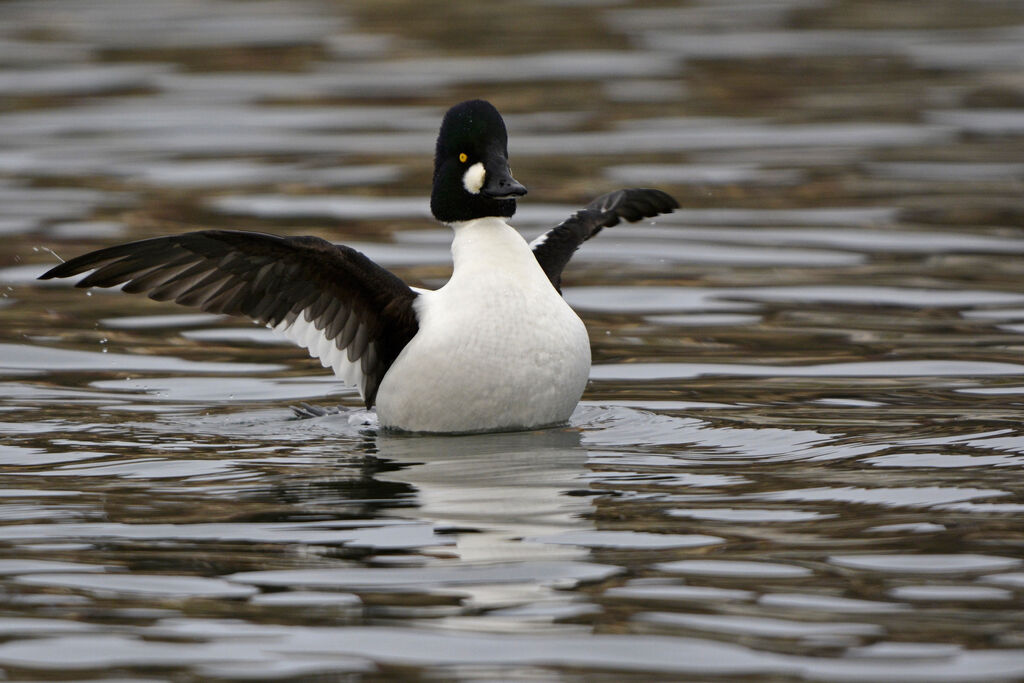 Common Goldeneye male adult