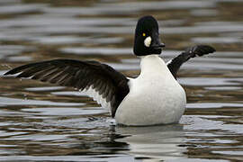 Common Goldeneye