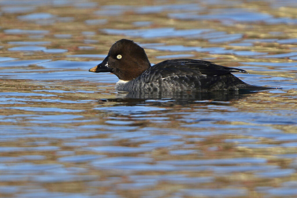 Common Goldeneye female adult, identification