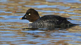 Common Goldeneye