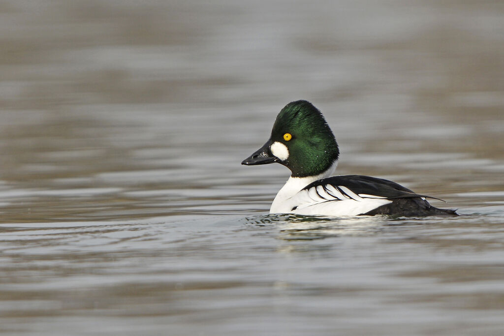 Common Goldeneye male adult breeding, identification