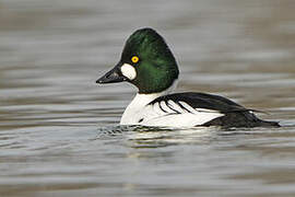 Common Goldeneye