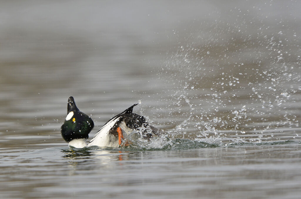 Common Goldeneye male adult breeding, courting display