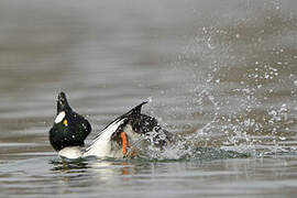 Common Goldeneye