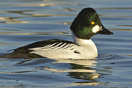 Common Goldeneye