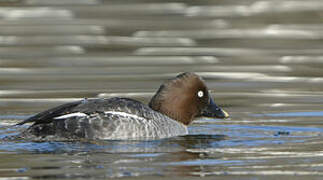 Common Goldeneye