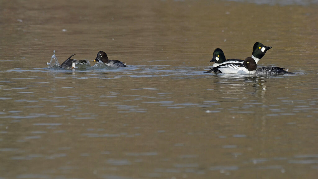 Common Goldeneye