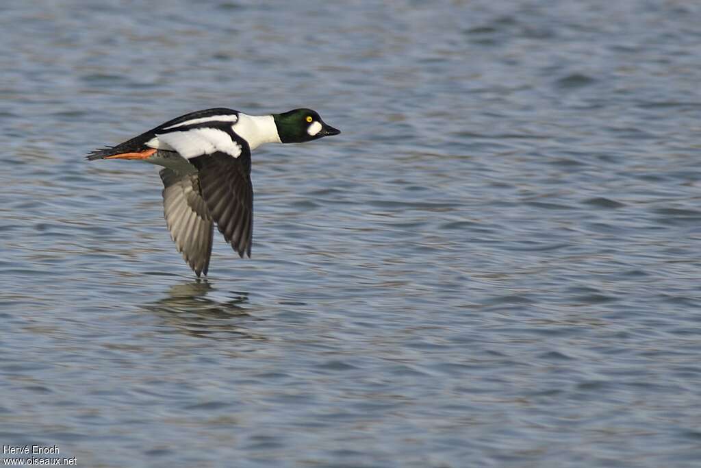 Common Goldeneye male adult, Flight