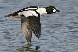 Common Goldeneye