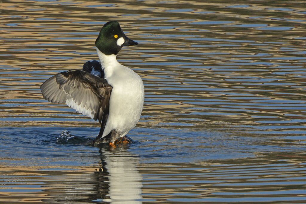 Common Goldeneye male adult