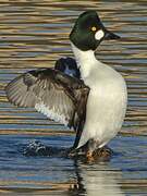 Common Goldeneye