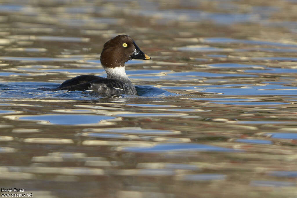 Common Goldeneye female adult, identification