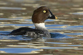 Common Goldeneye