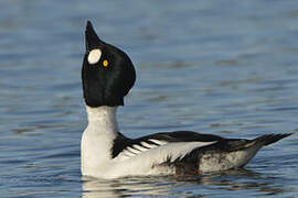 Common Goldeneye