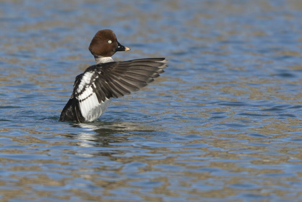 Common Goldeneye female adult