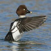 Common Goldeneye