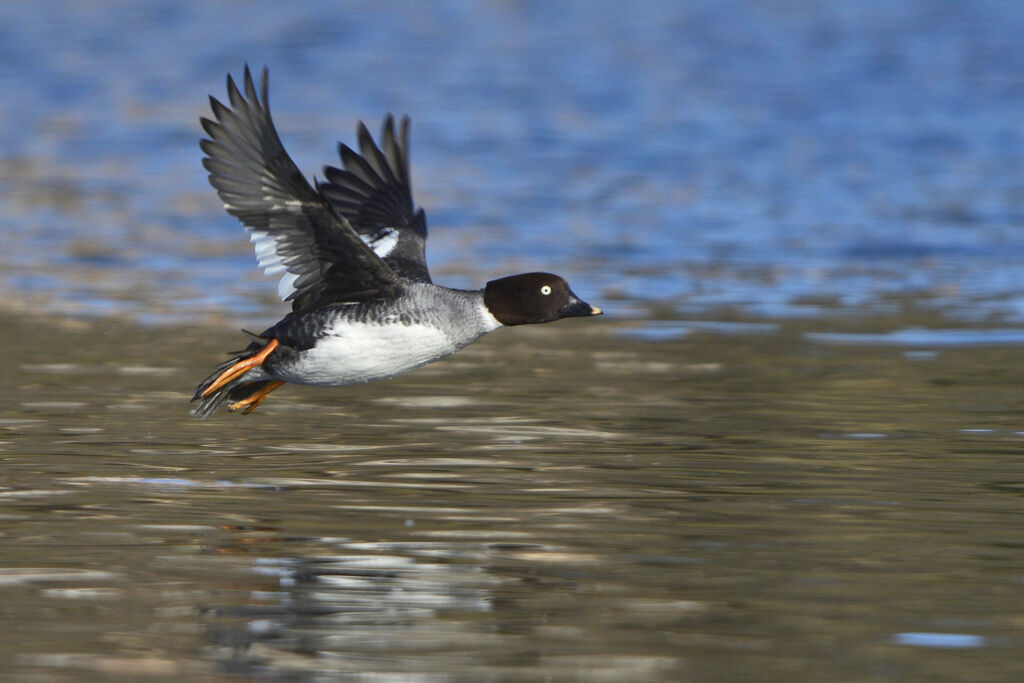 Common Goldeneye female adult, Flight