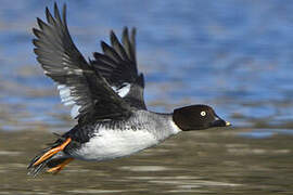 Common Goldeneye