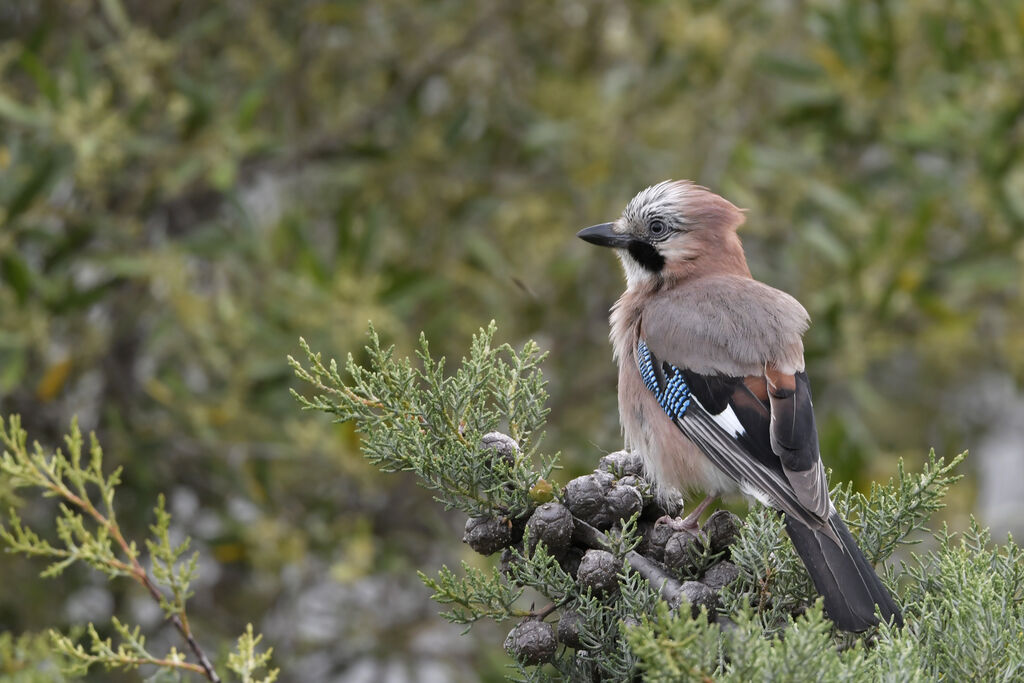 Eurasian Jayadult, identification