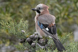 Eurasian Jay