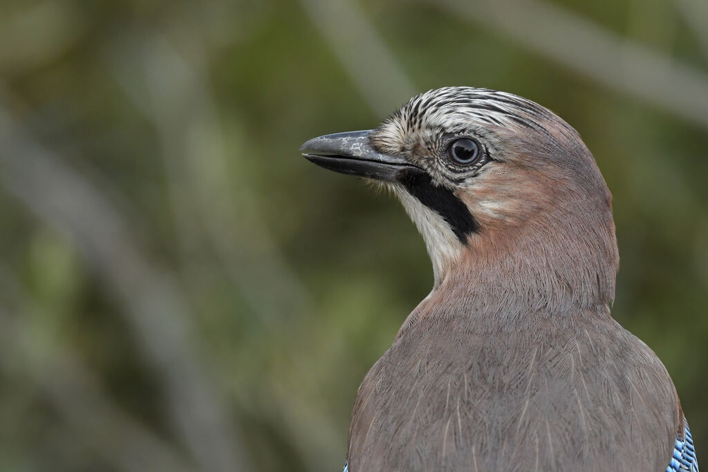 Eurasian Jayadult, close-up portrait