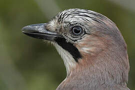 Eurasian Jay