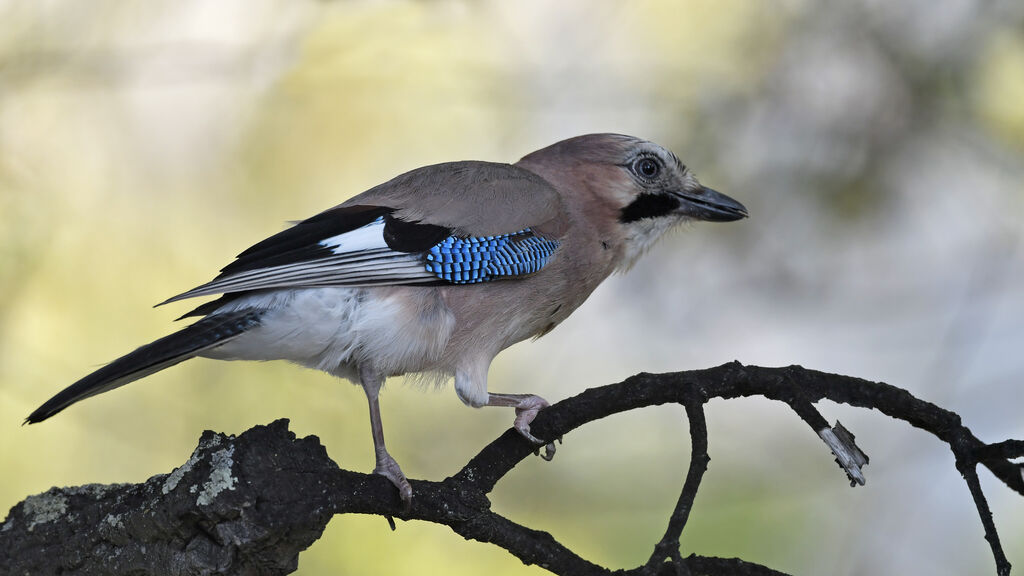 Geai des chênesadulte, identification