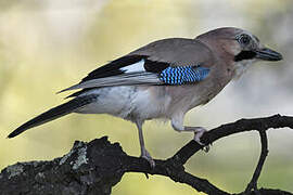 Eurasian Jay