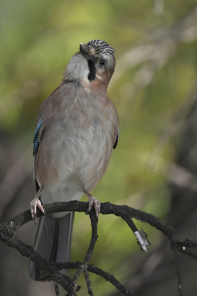 Geai des chênesadulte, identification