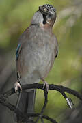 Eurasian Jay