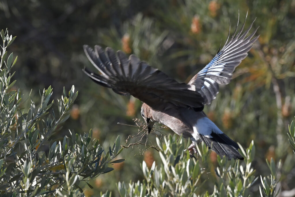 Eurasian Jayadult, Reproduction-nesting