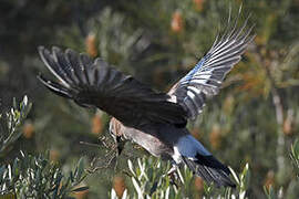 Eurasian Jay