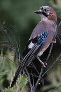 Eurasian Jay