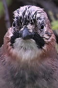 Eurasian Jay