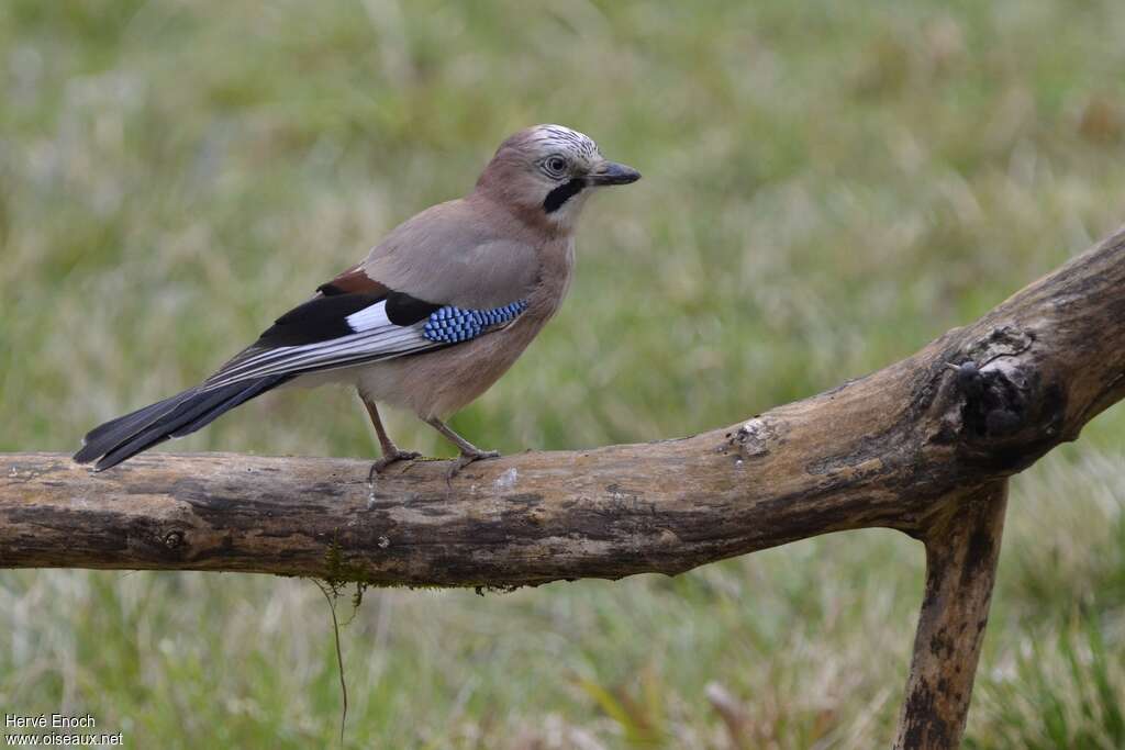 Eurasian Jayadult, identification