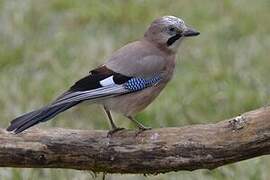 Eurasian Jay