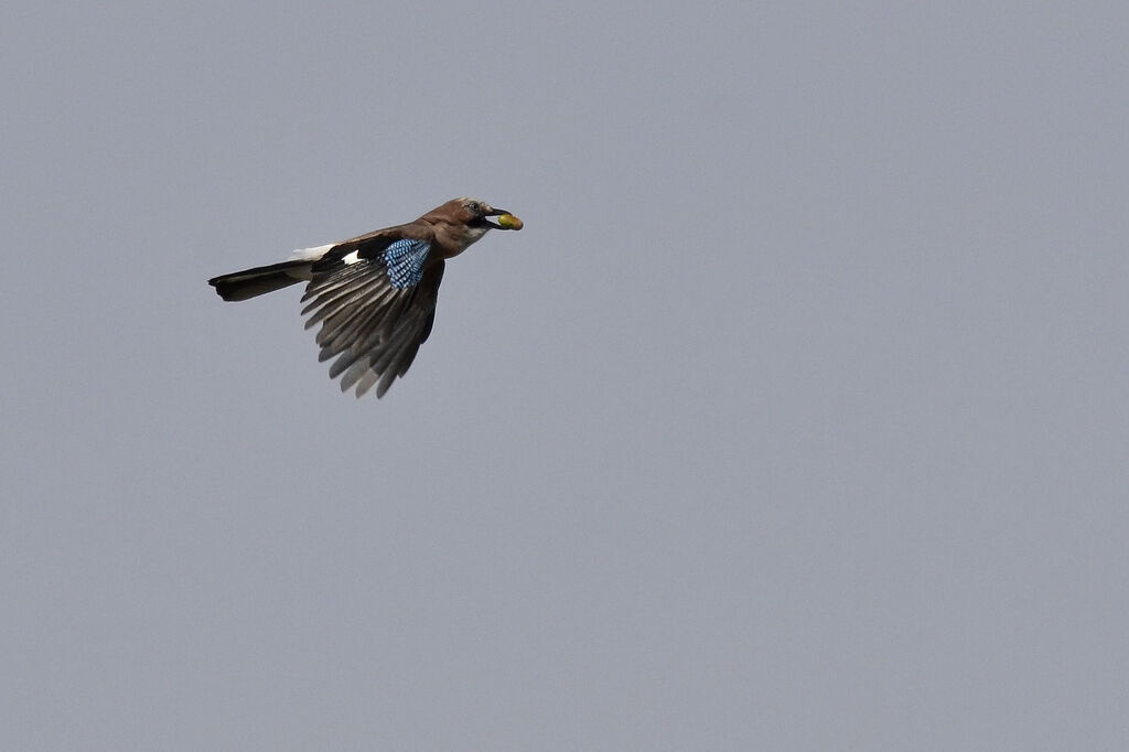 Eurasian Jay, Behaviour