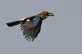 Eurasian Jay