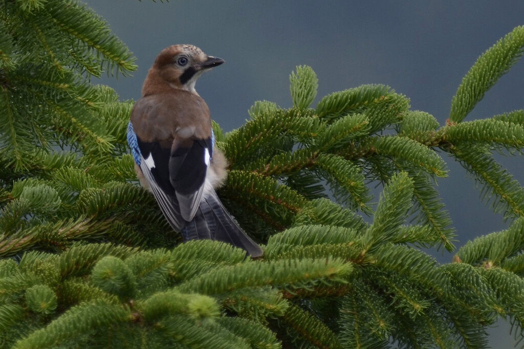 Eurasian Jay