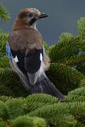 Eurasian Jay