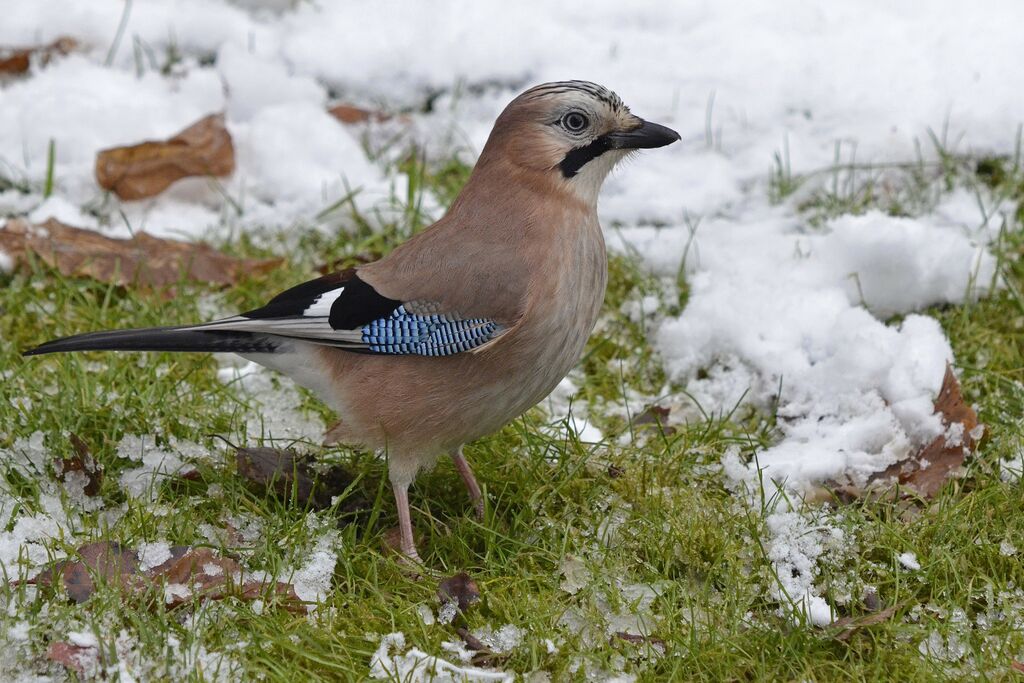 Eurasian Jay, identification