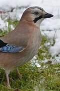 Eurasian Jay