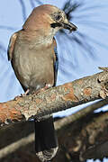 Eurasian Jay