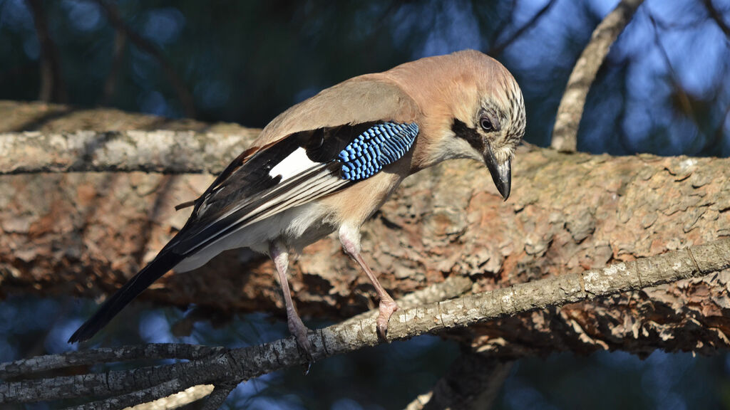 Geai des chênesadulte, identification