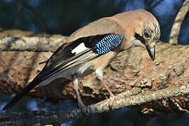 Eurasian Jay