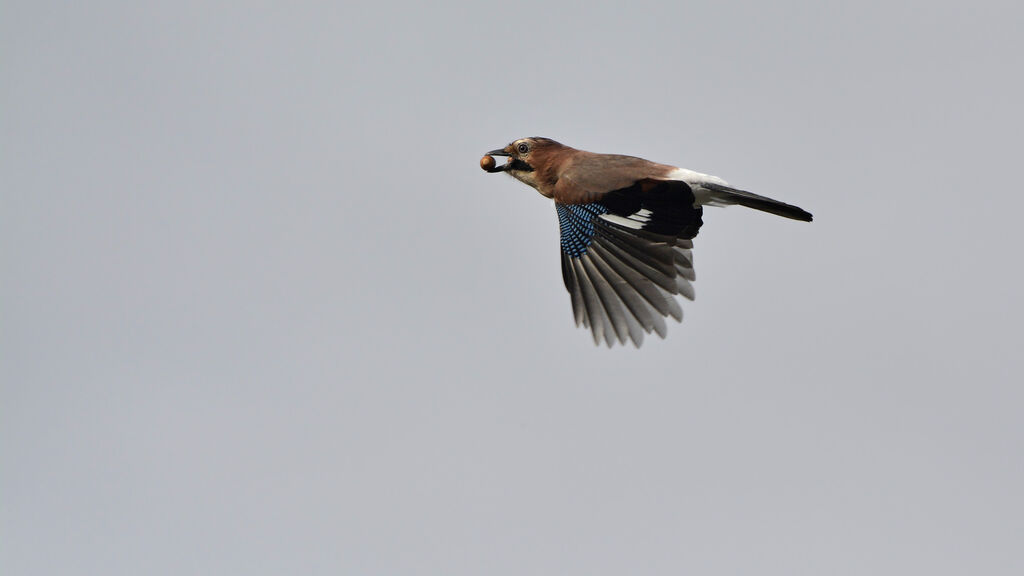 Eurasian Jayadult, Flight, feeding habits