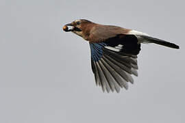 Eurasian Jay