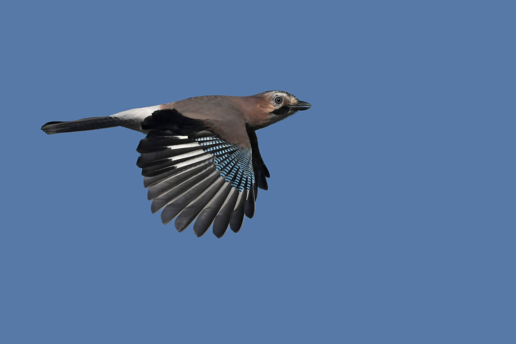 Eurasian Jayadult, Flight