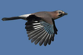 Eurasian Jay