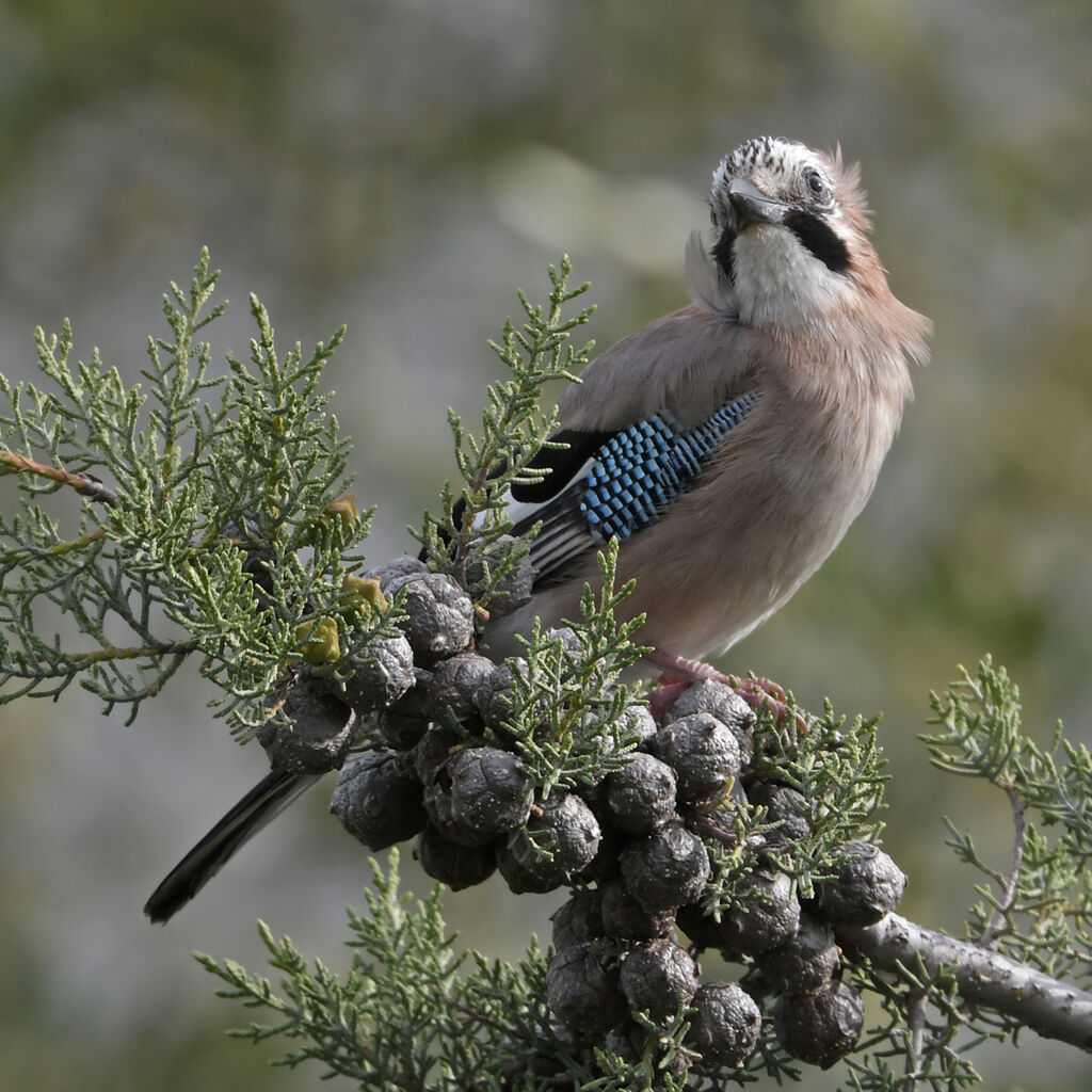 Geai des chênesadulte, identification